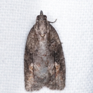 Thrincophora inconcisana at Melba, ACT - 23 Apr 2021 09:17 PM