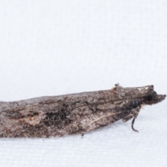 Thrincophora inconcisana at Melba, ACT - 23 Apr 2021