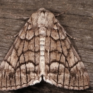 Stibaroma undescribed species at Melba, ACT - 23 Apr 2021 11:31 PM