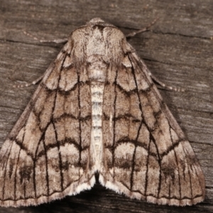 Stibaroma undescribed species at Melba, ACT - 23 Apr 2021