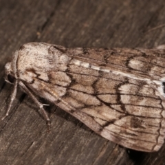 Stibaroma undescribed species at Melba, ACT - 23 Apr 2021