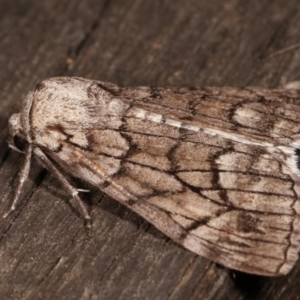 Stibaroma undescribed species at Melba, ACT - 23 Apr 2021