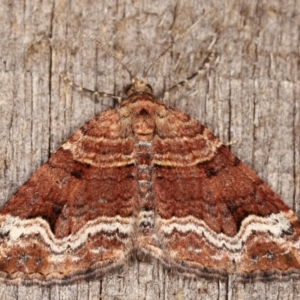 Epyaxa subidaria at Melba, ACT - 24 Apr 2021