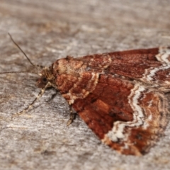 Epyaxa subidaria at Melba, ACT - 24 Apr 2021