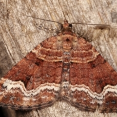 Epyaxa subidaria at Melba, ACT - 24 Apr 2021 11:24 PM