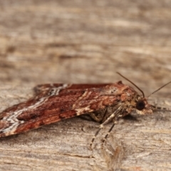 Epyaxa subidaria at Melba, ACT - 24 Apr 2021