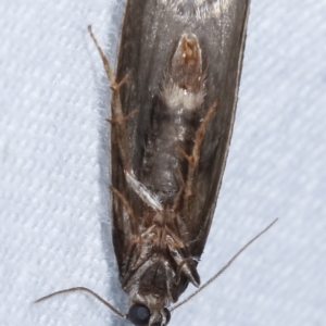 Lepidoscia euryptera at Melba, ACT - 25 Apr 2021 07:55 PM