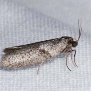 Lepidoscia euryptera at Melba, ACT - 25 Apr 2021 07:55 PM