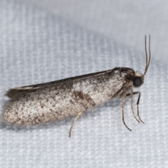 Lepidoscia euryptera at Melba, ACT - 25 Apr 2021