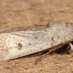 Proteuxoa tibiata at Melba, ACT - 25 Apr 2021 07:59 PM