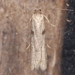 Oenochroa and Artiastis (genera) at Melba, ACT - 25 Apr 2021