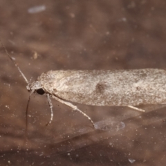 Oenochroa and Artiastis (genera) at Melba, ACT - 25 Apr 2021