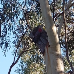 Callocephalon fimbriatum (Gang-gang Cockatoo) at Hackett, ACT - 24 Apr 2021 by Kym