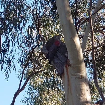 Callocephalon fimbriatum (Gang-gang Cockatoo) at Mount Ainslie - 24 Apr 2021 by Kym