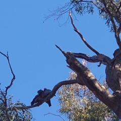 Callocephalon fimbriatum (Gang-gang Cockatoo) at Mount Ainslie - 23 Apr 2021 by Kym