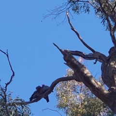 Callocephalon fimbriatum (Gang-gang Cockatoo) at Ainslie, ACT - 24 Apr 2021 by Kym