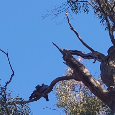 Callocephalon fimbriatum (Gang-gang Cockatoo) at Ainslie, ACT - 24 Apr 2021 by Kym