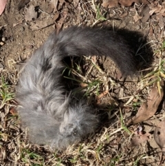 Petaurus notatus (Krefft’s Glider, formerly Sugar Glider) at Cook, ACT - 26 Apr 2021 by Tammy