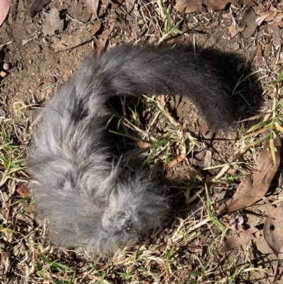 Petaurus notatus (Krefft’s Glider, formerly Sugar Glider) at Cook, ACT - 26 Apr 2021 by Tammy