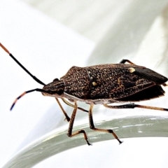 Poecilometis sp. (genus) (A Gum Tree Shield Bug) at Crooked Corner, NSW - 25 Apr 2021 by Milly