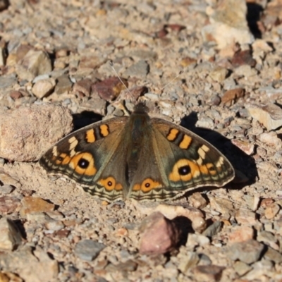 Junonia villida (Meadow Argus) at Aranda Bushland - 24 Apr 2021 by Tammy