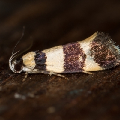 Telecrates melanochrysa (Telecrates melanochrysa) at Melba, ACT - 12 Jan 2021 by Bron