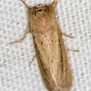 Bathytricha truncata at Melba, ACT - 13 Jan 2021