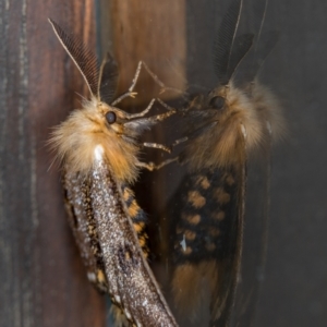 Epicoma contristis at Melba, ACT - 13 Jan 2021