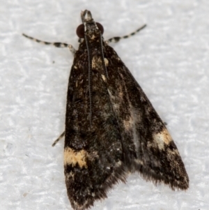 Heliothela ophideresana at Melba, ACT - 12 Jan 2021