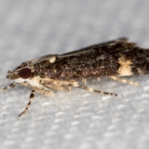 Heliothela ophideresana at Melba, ACT - 12 Jan 2021