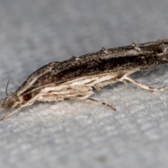 Leptozestis and Trachydora (genera) (A cosmet moth) at Melba, ACT - 12 Jan 2021 by Bron