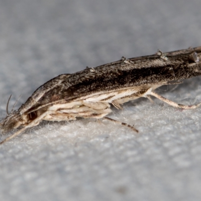 Leptozestis and Trachydora (genera) (A cosmet moth) at Melba, ACT - 12 Jan 2021 by Bron