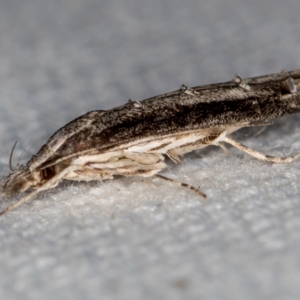 Leptozestis and Trachydora (genera) at Melba, ACT - 12 Jan 2021