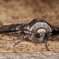 Stibaroma undescribed species at Melba, ACT - 24 Apr 2021