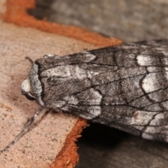 Stibaroma undescribed species at Melba, ACT - 24 Apr 2021 11:23 PM