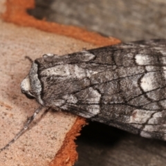 Stibaroma undescribed species at Melba, ACT - 24 Apr 2021