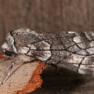 Stibaroma undescribed species at Melba, ACT - 24 Apr 2021 11:23 PM