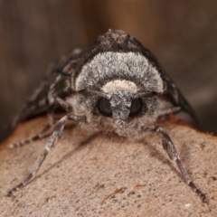 Stibaroma undescribed species at Melba, ACT - 24 Apr 2021