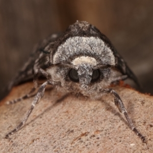 Stibaroma undescribed species at Melba, ACT - 24 Apr 2021 11:23 PM