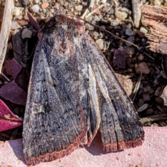 Diarsia intermixta (Chevron Cutworm, Orange Peel Moth.) at Lions Youth Haven - Westwood Farm A.C.T. - 26 Apr 2021 by HelenCross