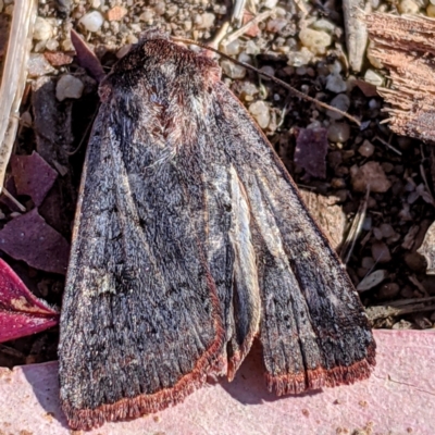 Diarsia intermixta (Chevron Cutworm, Orange Peel Moth.) at Kambah, ACT - 26 Apr 2021 by HelenCross