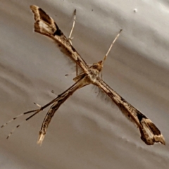 Sinpunctiptilia emissalis (Speedwell Pterror) at Kambah, ACT - 25 Apr 2021 by HelenCross