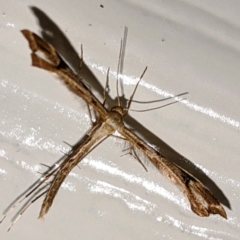 Sinpunctiptilia emissalis at Kambah, ACT - 26 Apr 2021