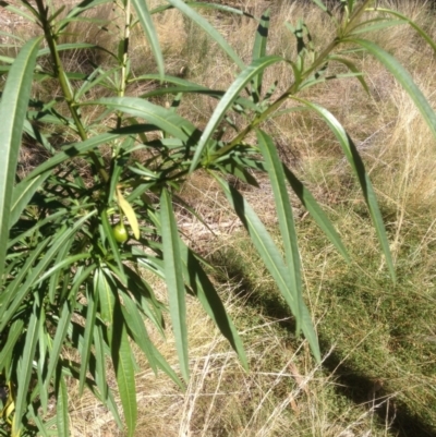 Solanum linearifolium (Kangaroo Apple) at Hughes Grassy Woodland - 24 Apr 2021 by jennyt