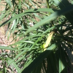 Solanum linearifolium at Hughes, ACT - 24 Apr 2021