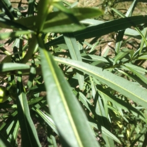 Solanum linearifolium at Hughes, ACT - 24 Apr 2021