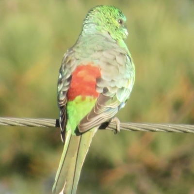 Psephotus haematonotus (Red-rumped Parrot) at Pialligo, ACT - 24 Apr 2021 by RobParnell