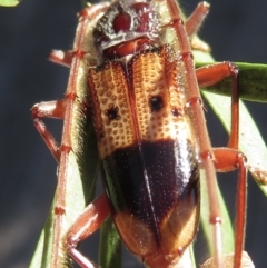 Phoracantha recurva (Yellow Phoracantha borer) at Narrabundah, ACT - 26 Apr 2021 by RobParnell