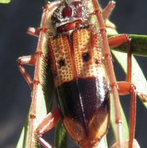 Phoracantha recurva at Narrabundah, ACT - 26 Apr 2021 02:29 PM