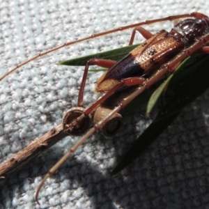 Phoracantha recurva at Narrabundah, ACT - 26 Apr 2021